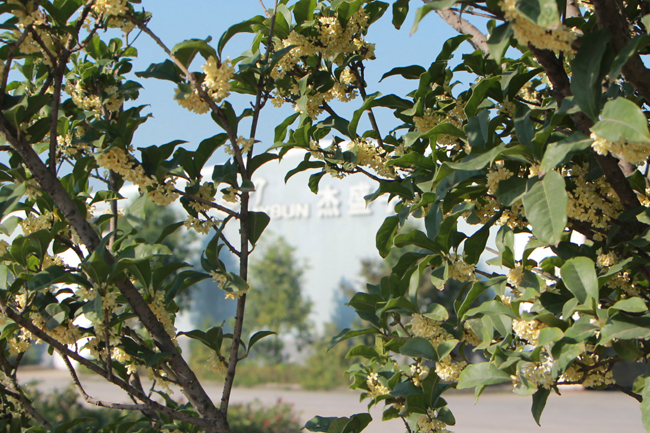 Tan kwai fragrance, Hundreds of Osmanthus booming in factory.