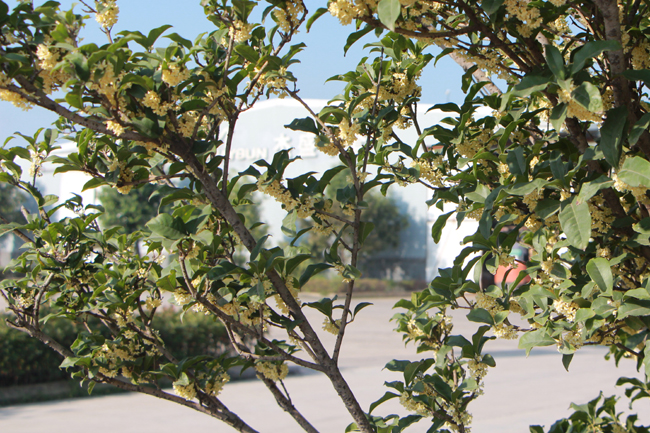 Tan kwai fragrance, Hundreds of Osmanthus booming in factory.
